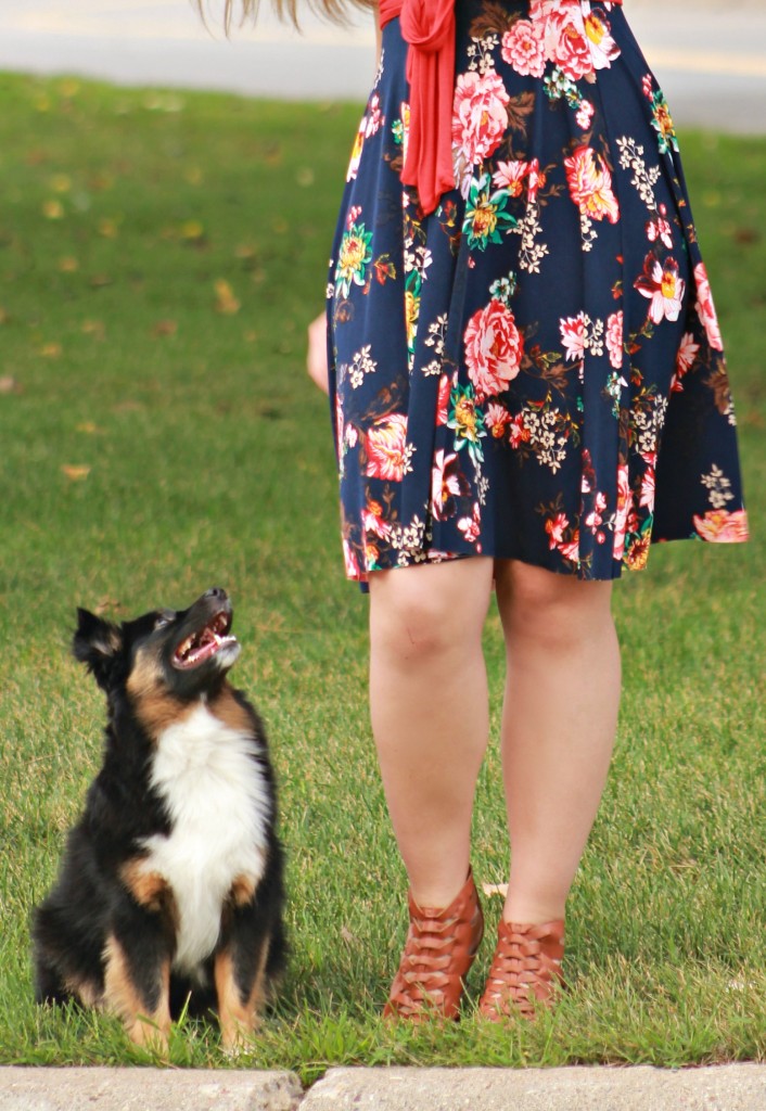 mini aussie shepherd