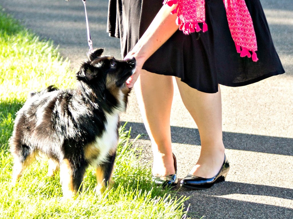 Emma mini aussie