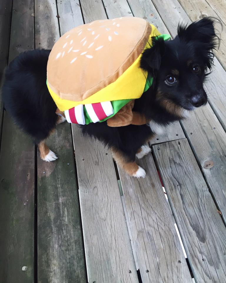 Hamburger Dog Costume