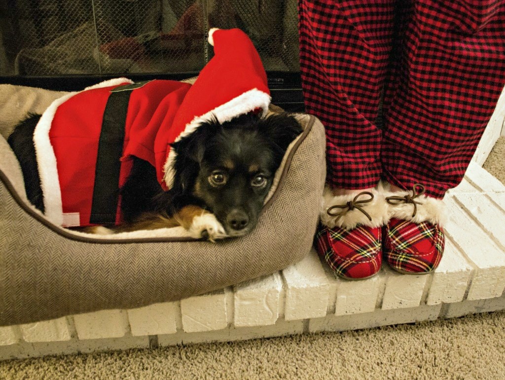 Santa-Dog-Costume