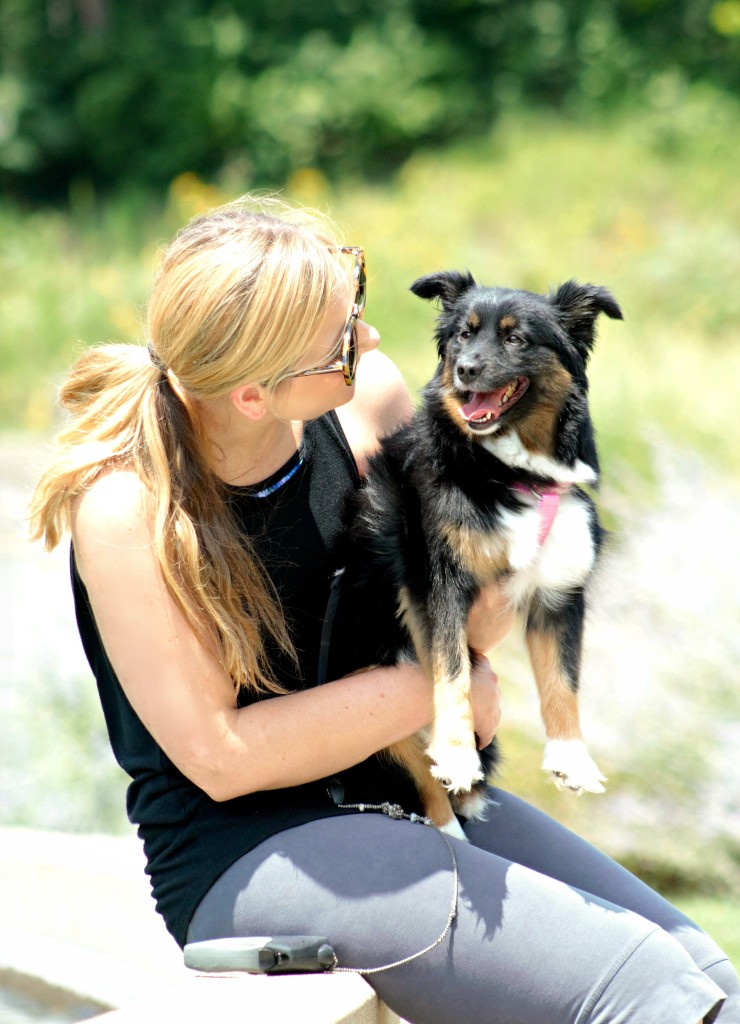 Emma the mini aussie