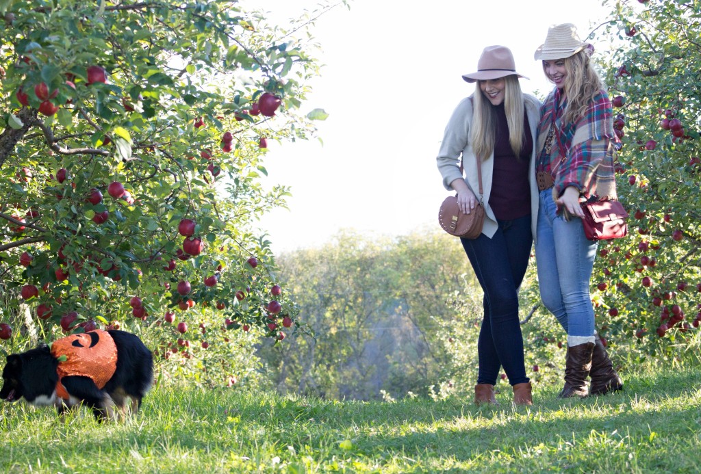 apple-orchard-fun
