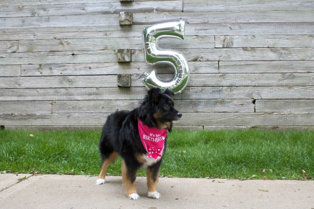 Emma minature australian shepherd