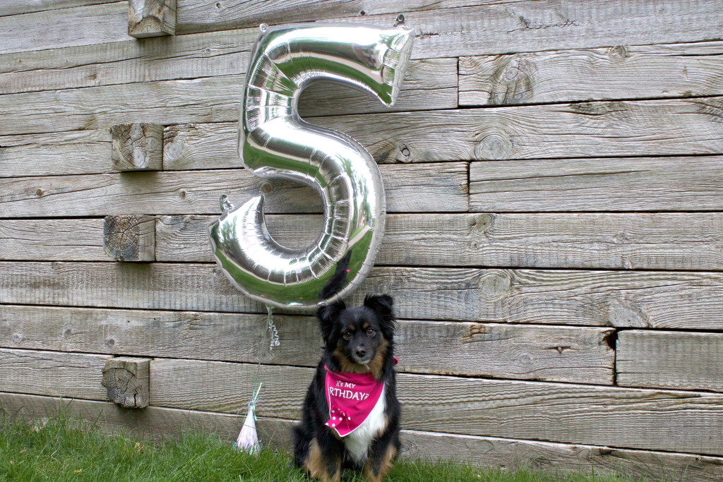 Emma the mini aussie turns 5