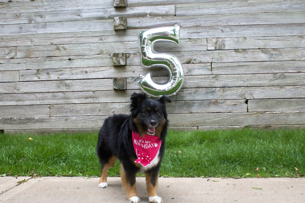 Emma the mini australian shepherd