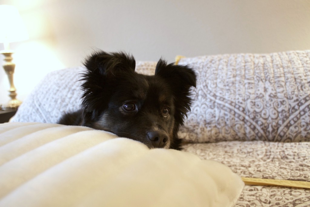 Puppy-proof bedding